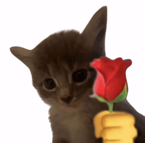 cat ni ernest